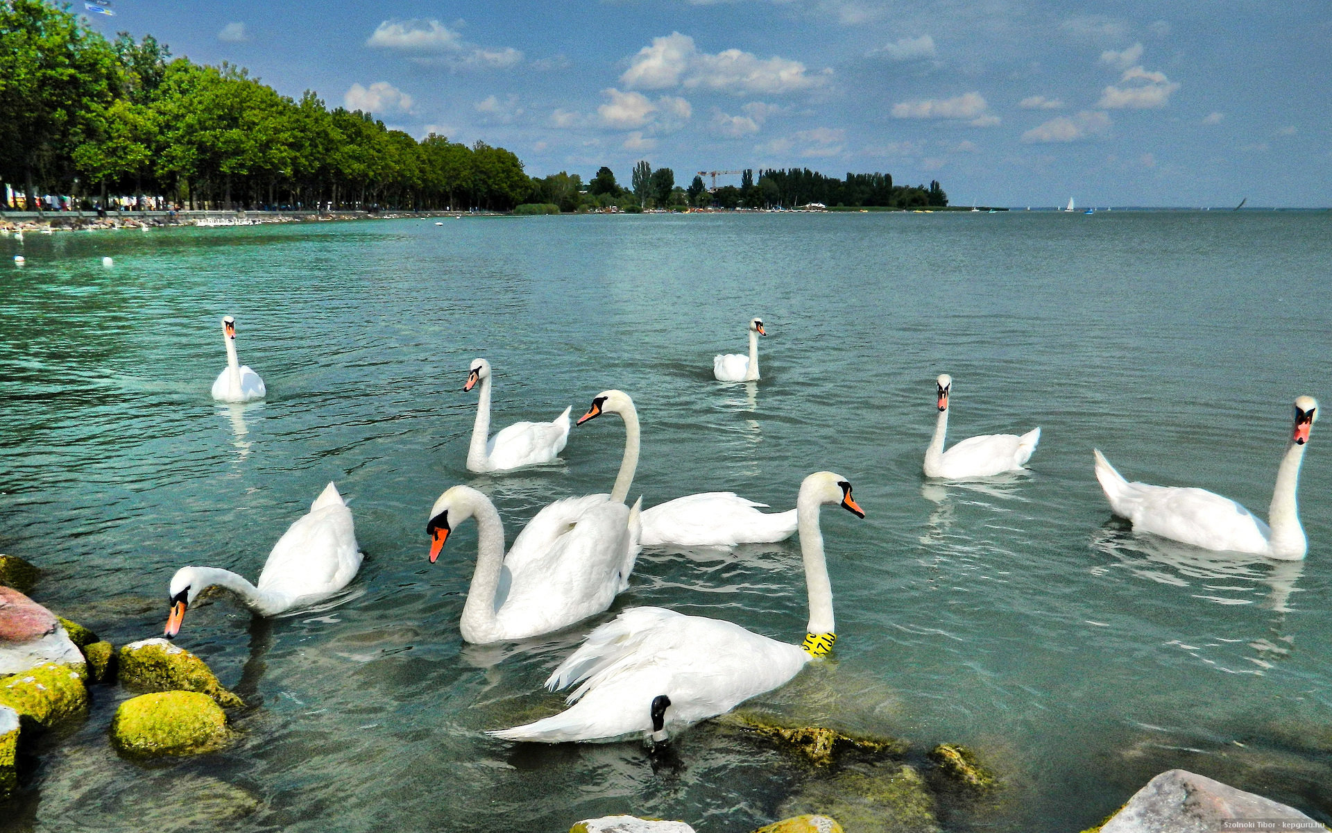 Balaton Swan Hungary Summer Water Birds Wallpaper