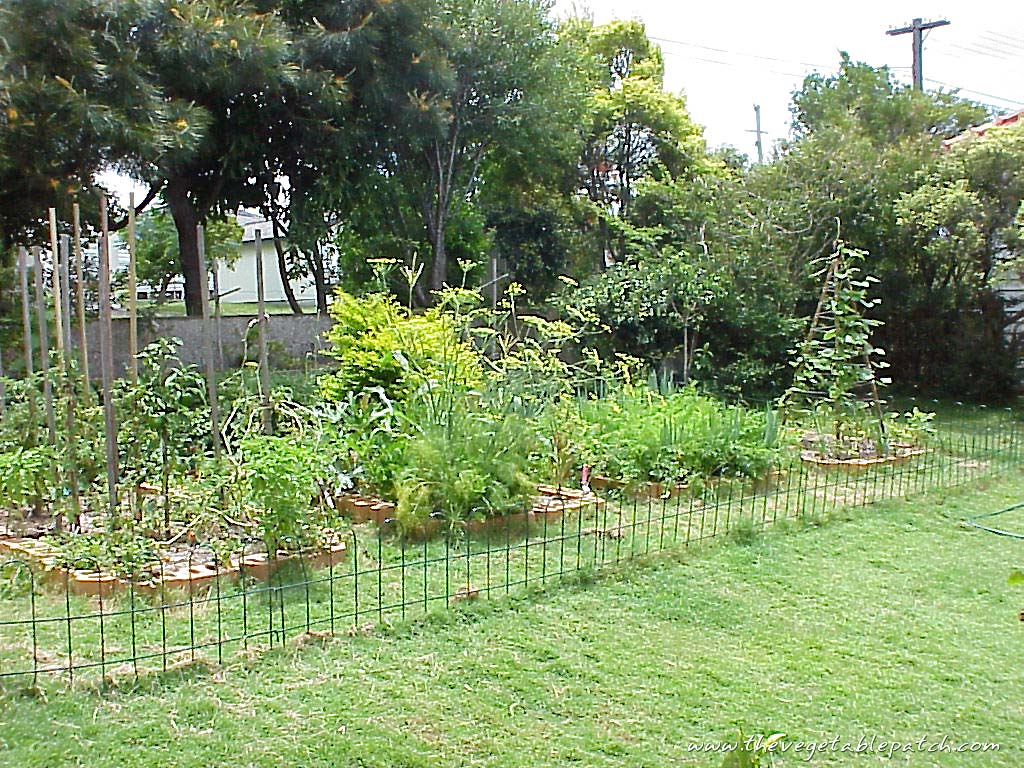 Gardening The Vegetable Patch Wallpaper