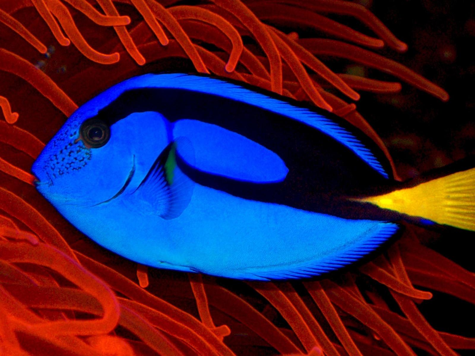 Blue Ocean Fish Coral Wallpaper