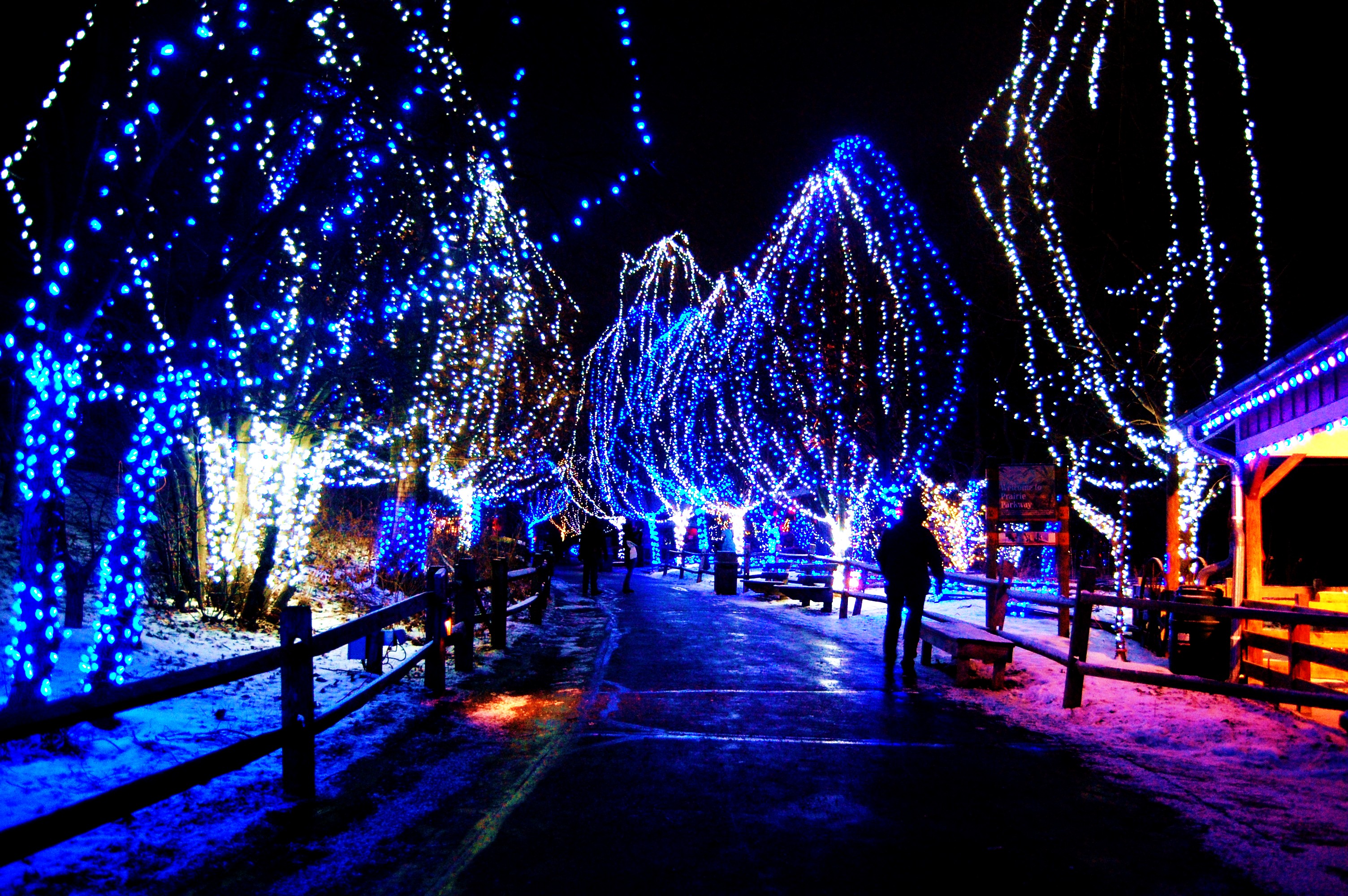 A pathway lined with trees decorated with blue and white Christmas lights, creating a magical winter wonderland