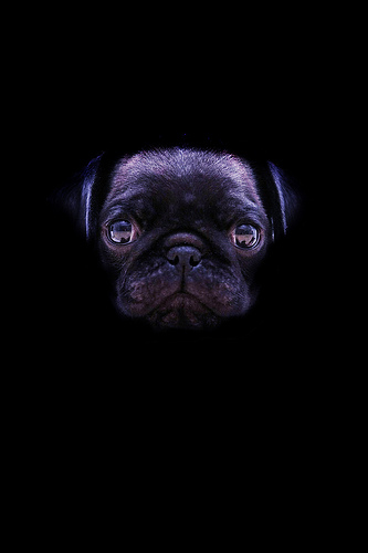 Black Pug Wallpaper There Is A Lab Similar