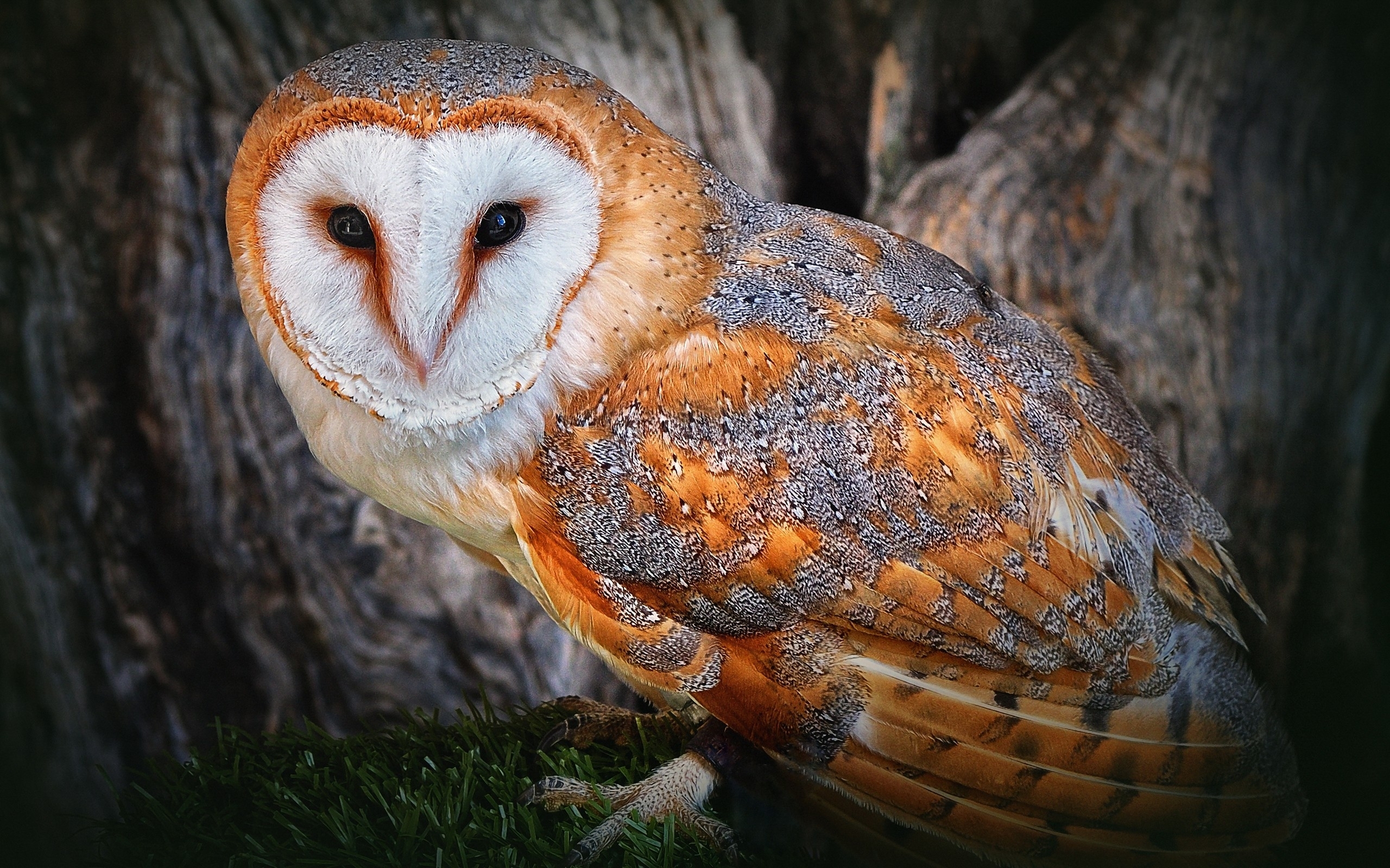 Animal Barn Owl Wallpaper