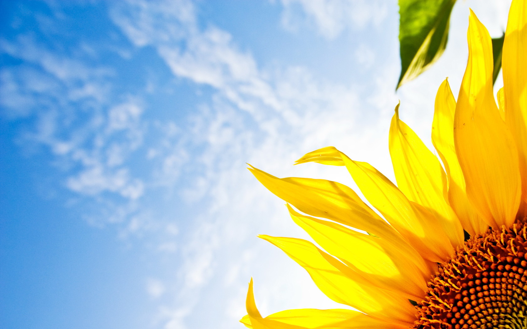Bright Sunflower Desktop Wallpaper
