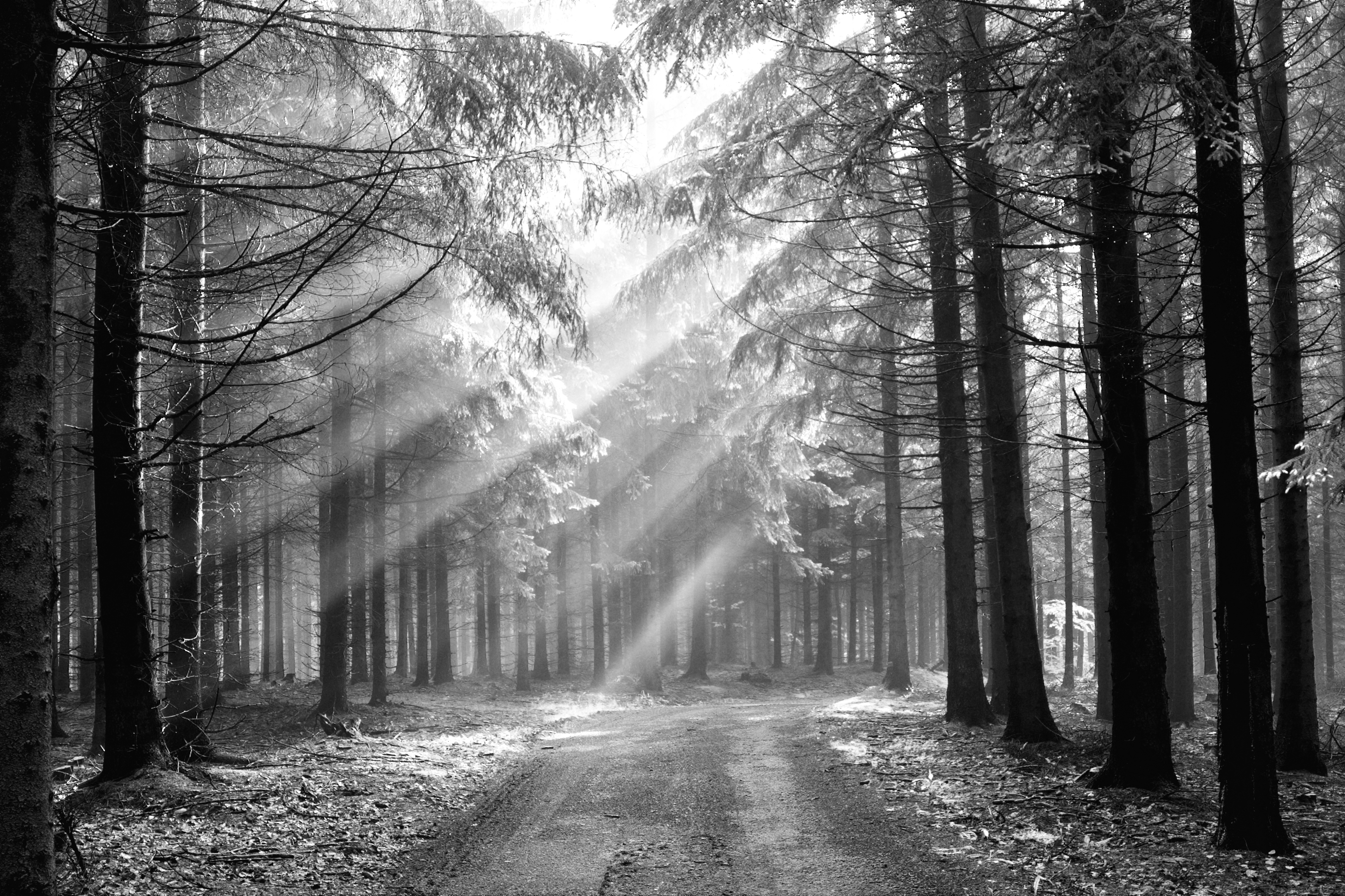 Forest Background Black And White Wallpaper High Quality
