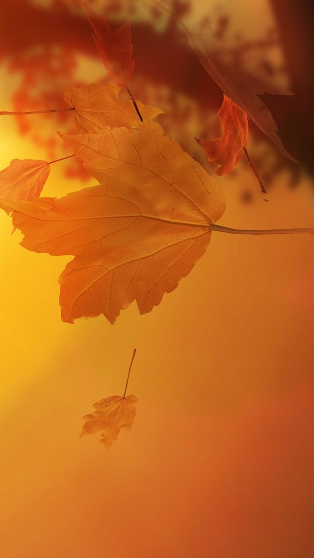 Autumn Leaves iPhone 5s Wallpaper Popular In