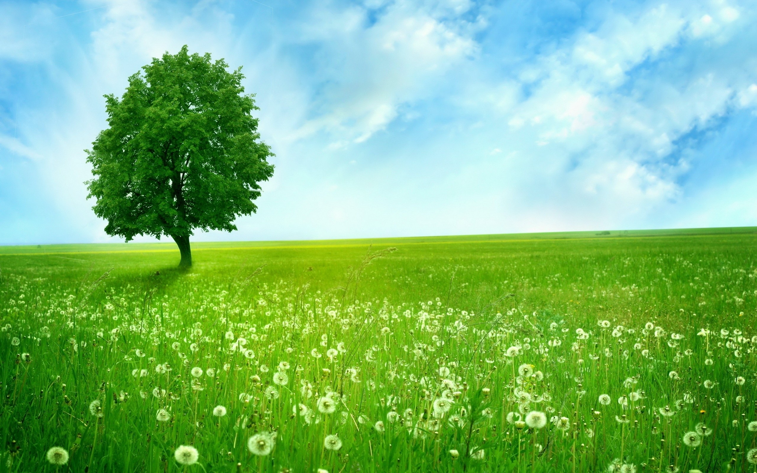 Tree Wallpaper
