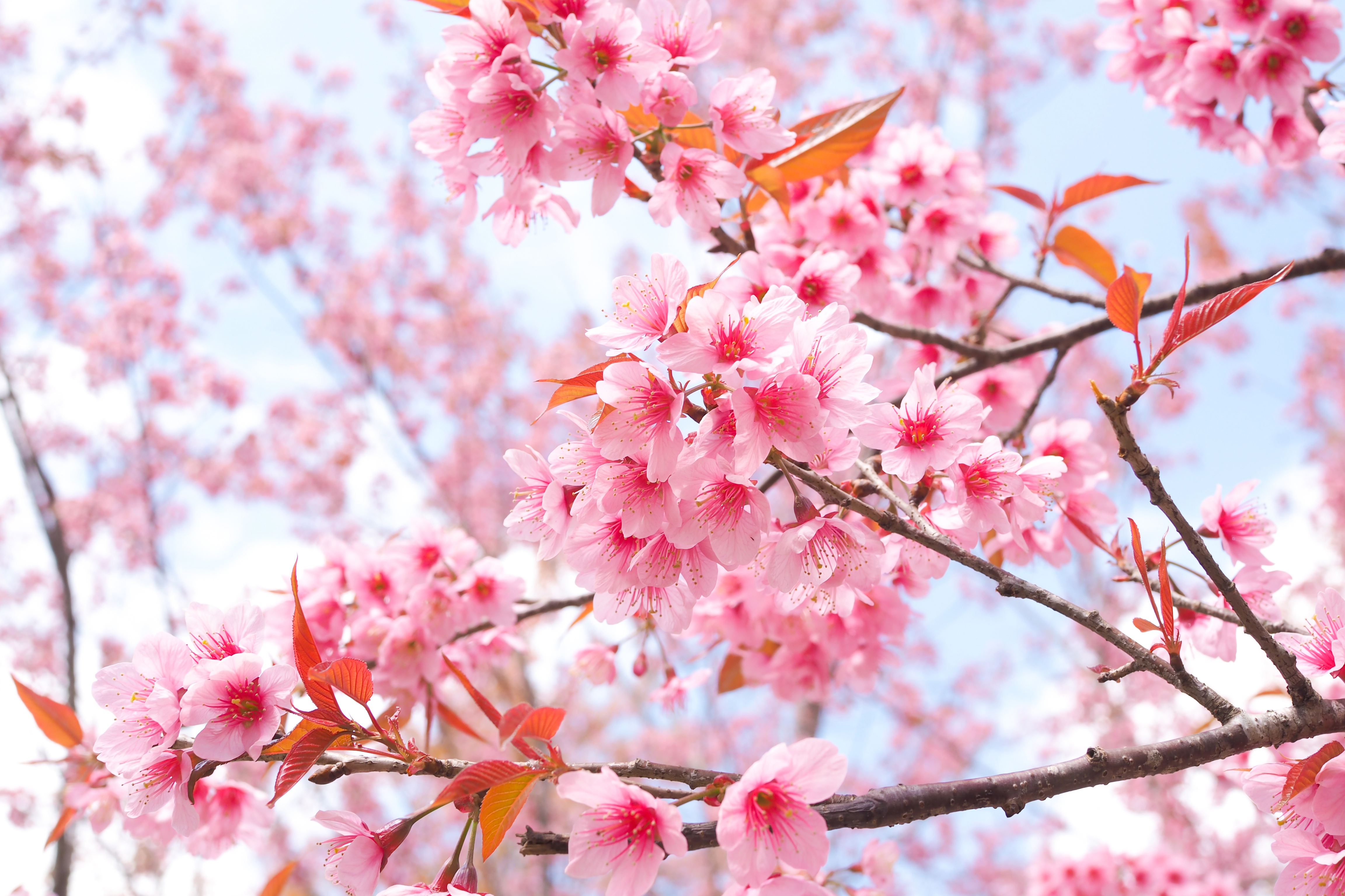 Cherry Blossom Tree Branches 4k HD Flowers Wallpaper Image