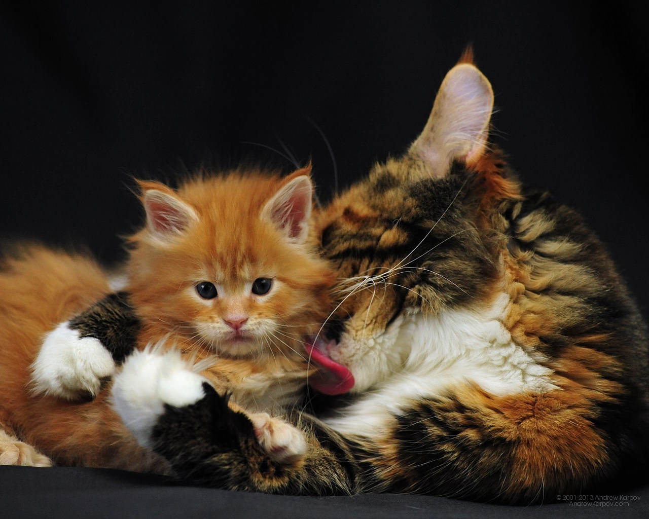 Image Wallpaper Funny Cat Orinoco Maine Coon Kitten Lol Cats