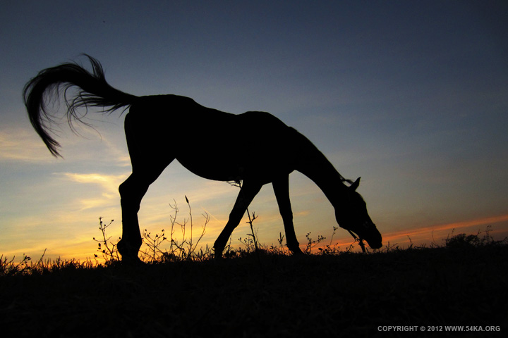Sunset Horse 54ka Photo