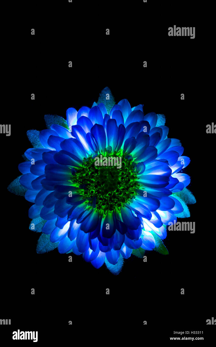 Surreal Dark Blue Flower Dahlia Macro Isolated On Black Stock