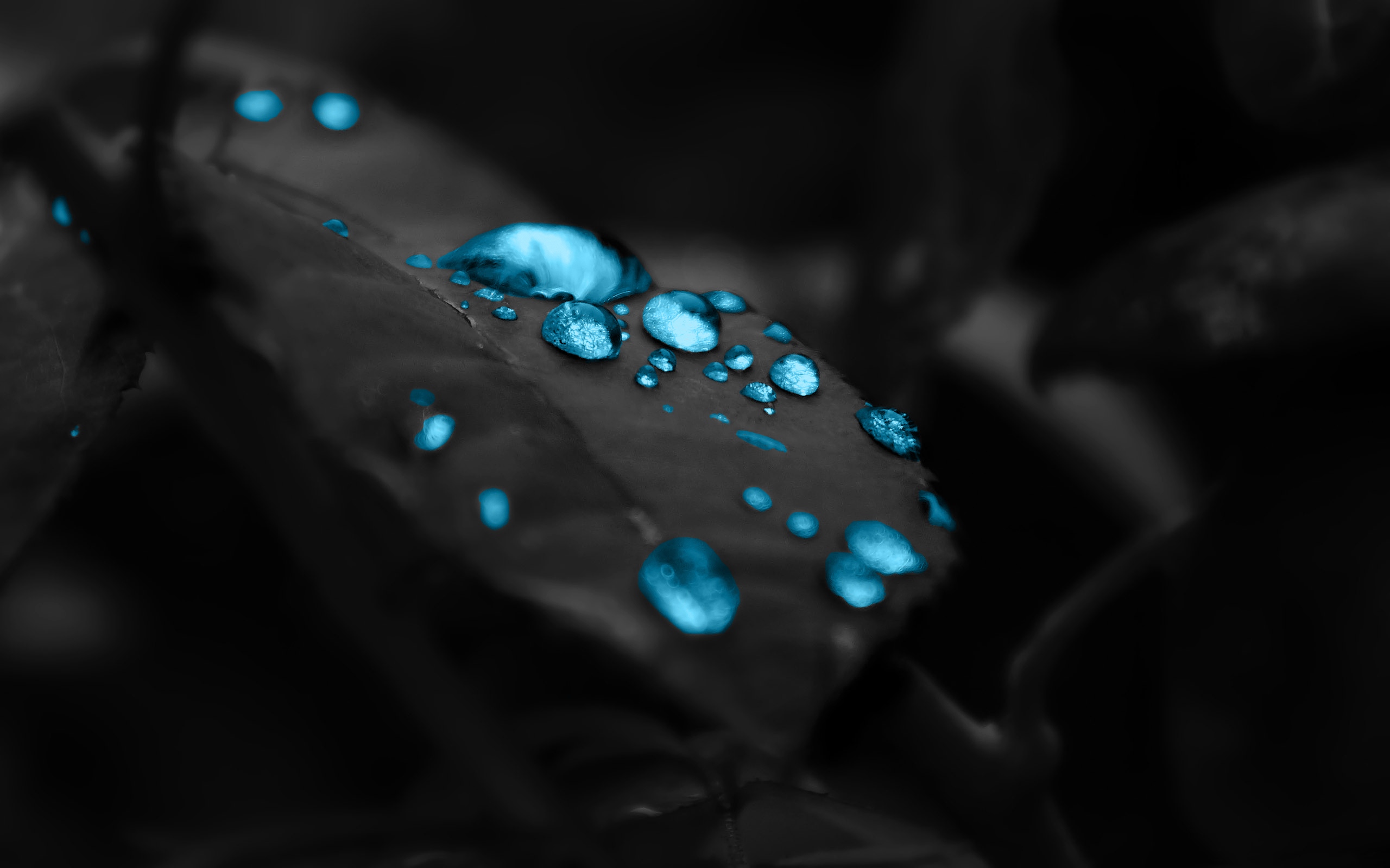 Glowing Blue Water Drops On Leaves Hd Wallpaper Wallpaper List 2560x1600