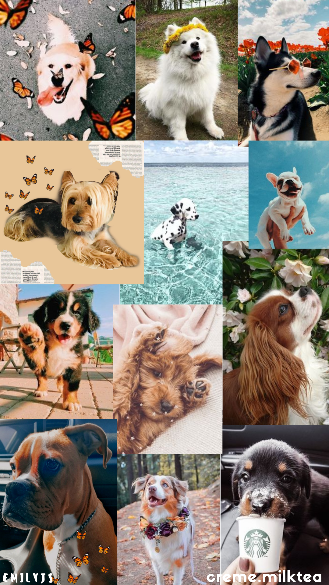 Cute Aesthetic Dogs Perfect For Your Instagram Feed Wallpaper