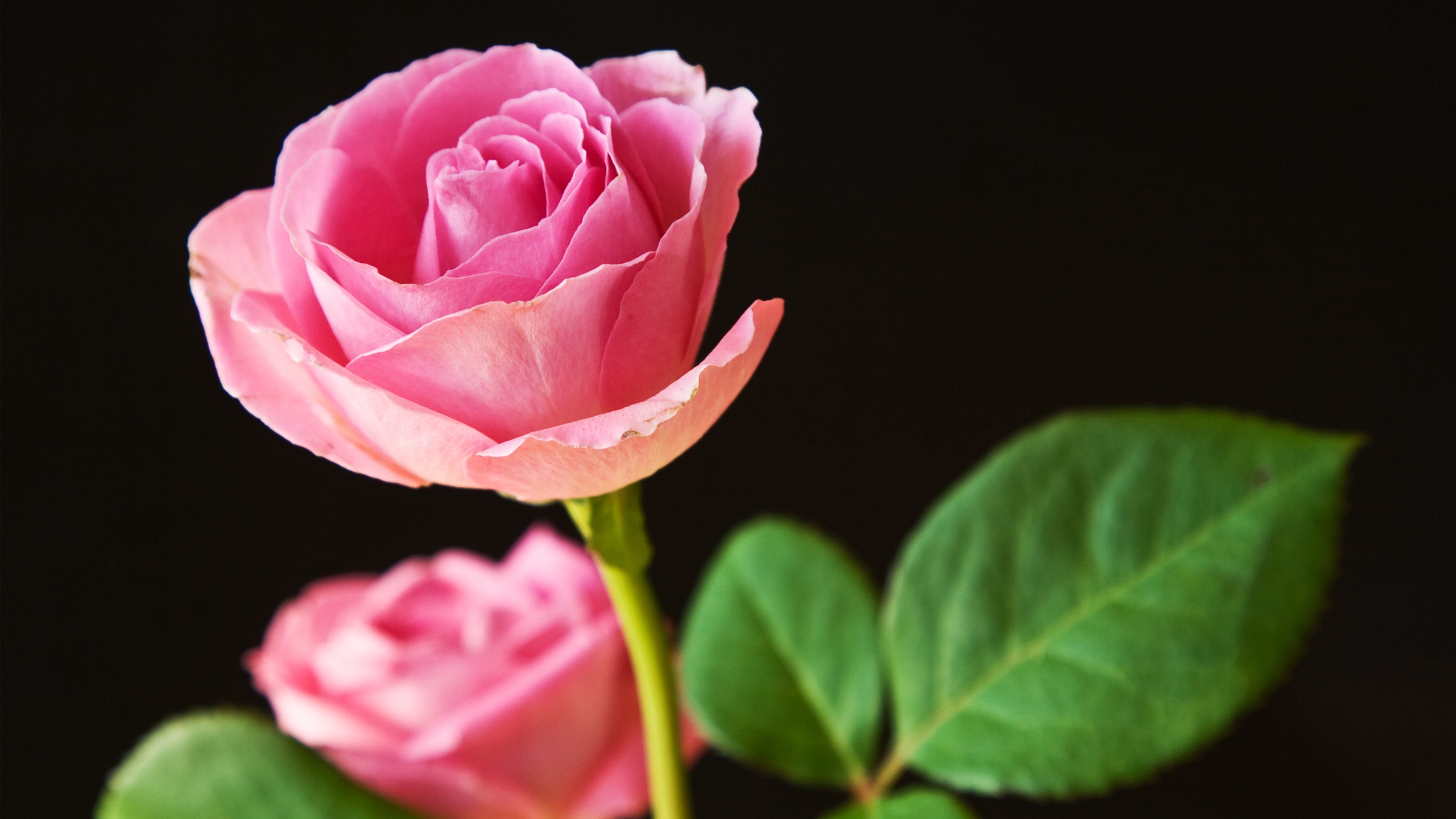 Best Pink Roses Wallpapers HD Wallpapers