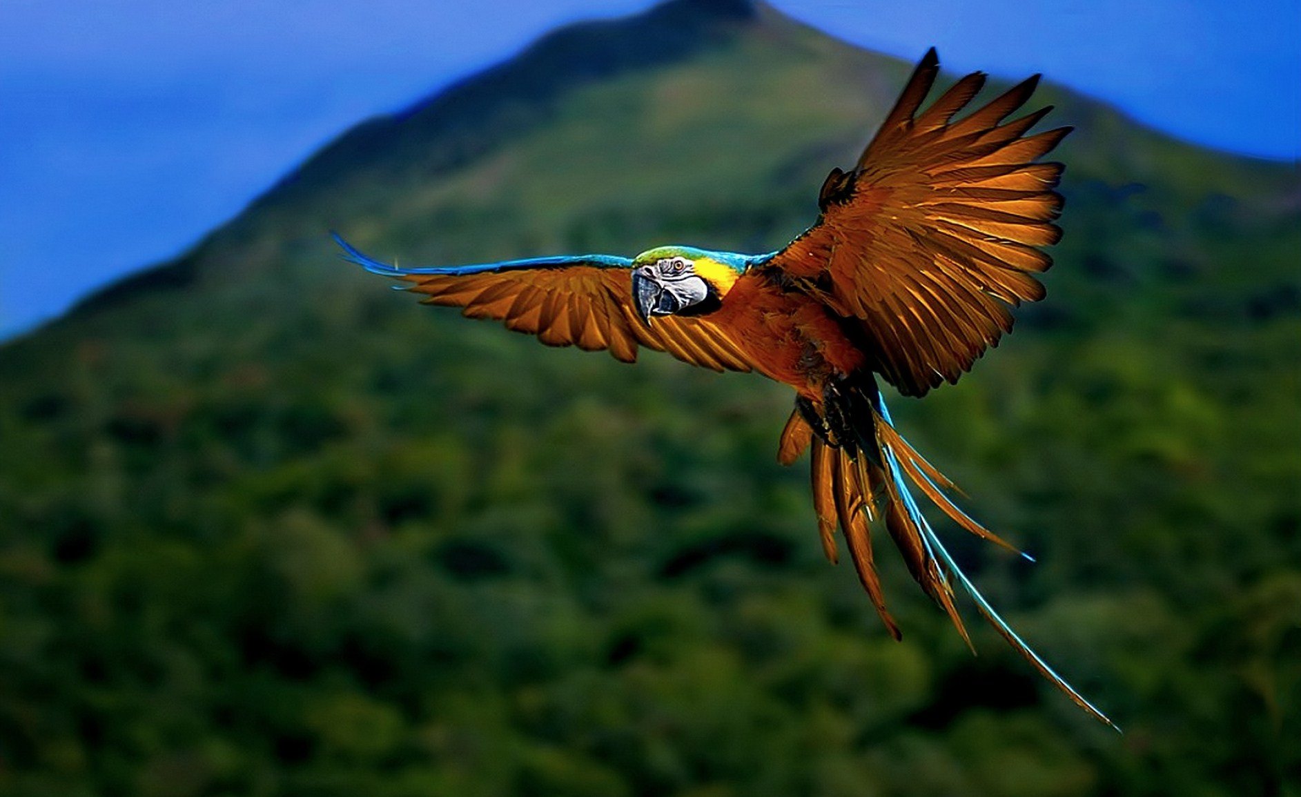 Nature Animal Bird National Geographic Forest HD Wallpaper