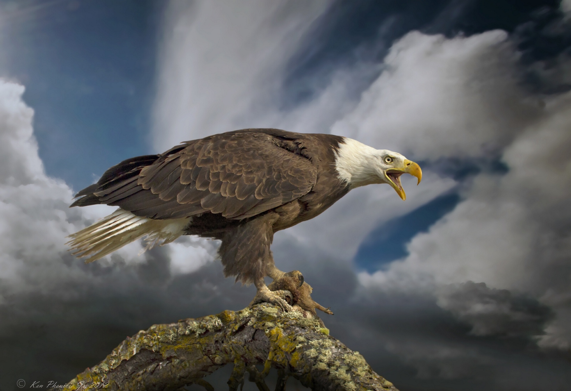 Bald Eagle Majesty Wallpaper