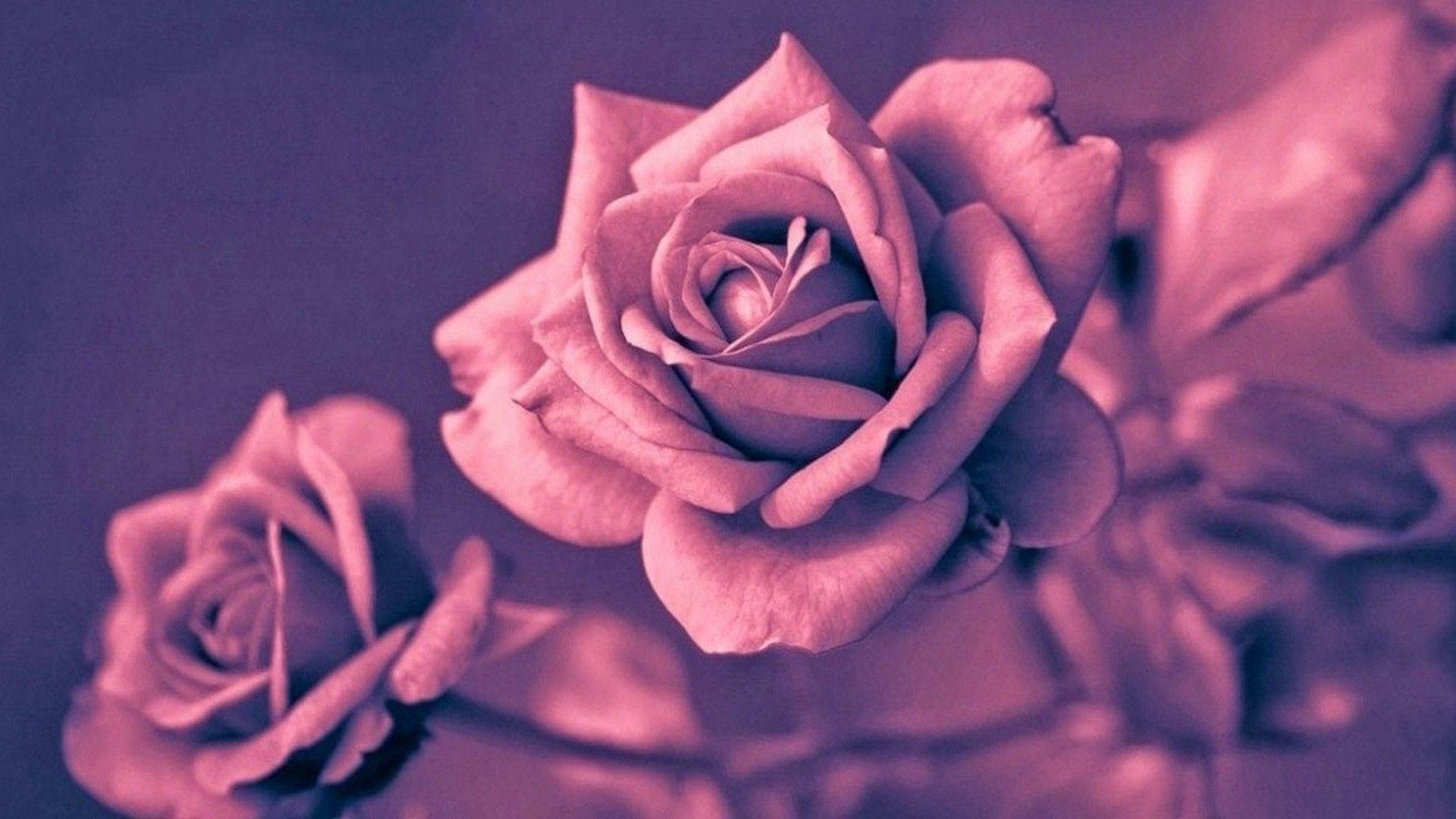 Rose Gold Aesthetic Wallpaper