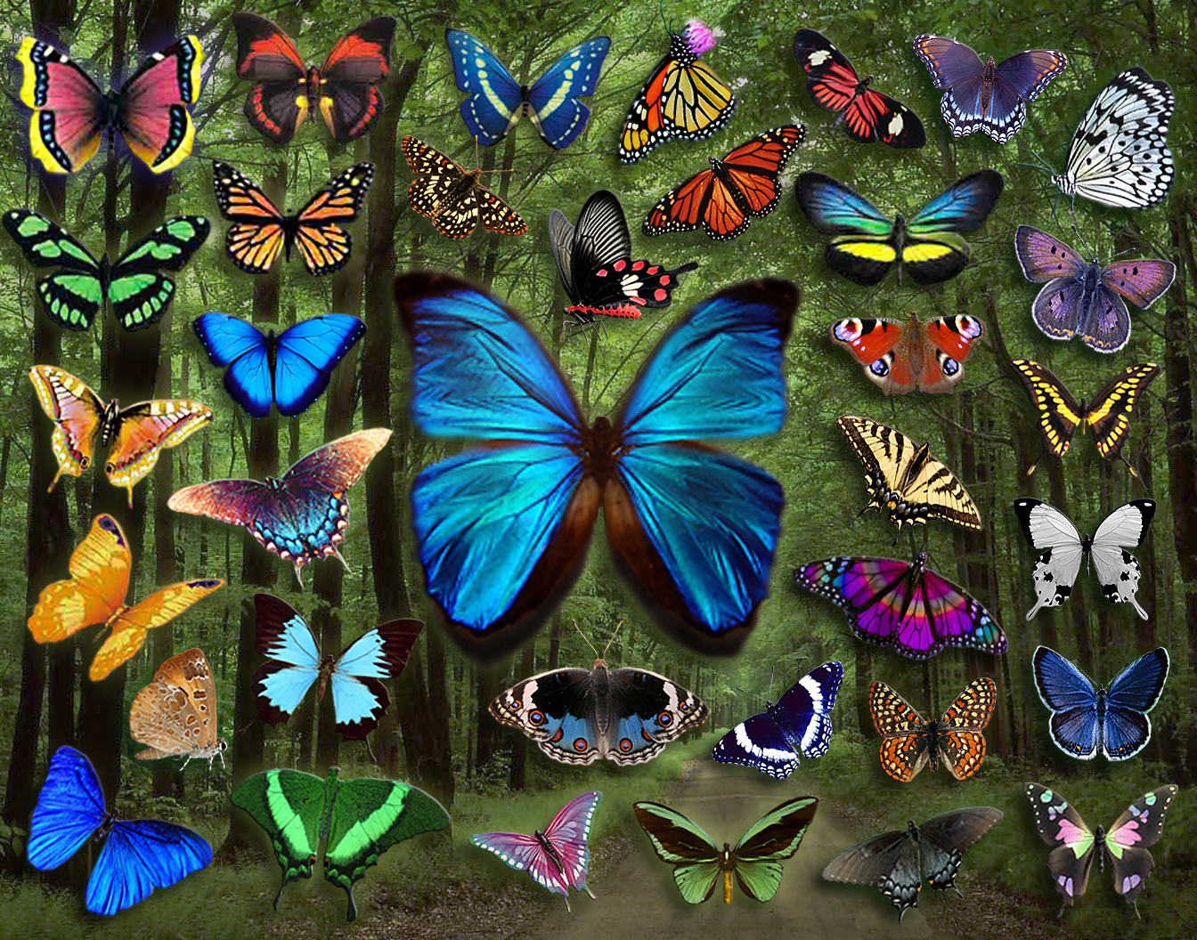 Butterflies Image Butterfly Collage HD Wallpaper And Background