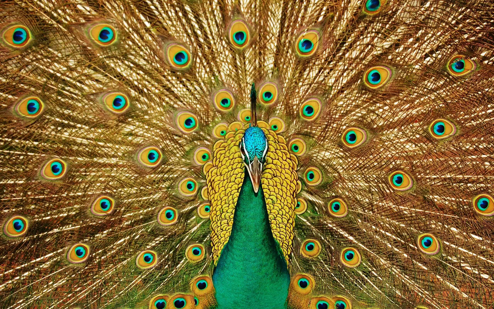 Peacock Wallpaper Desktop Background