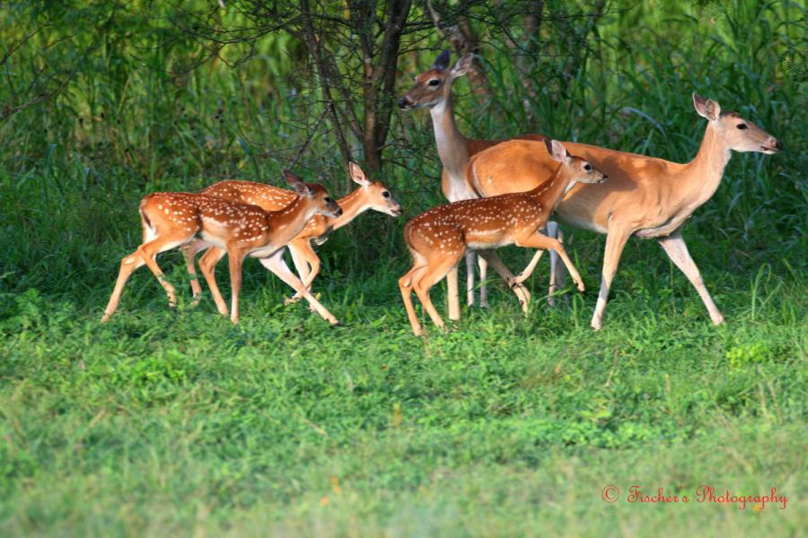 Deer Image Photos