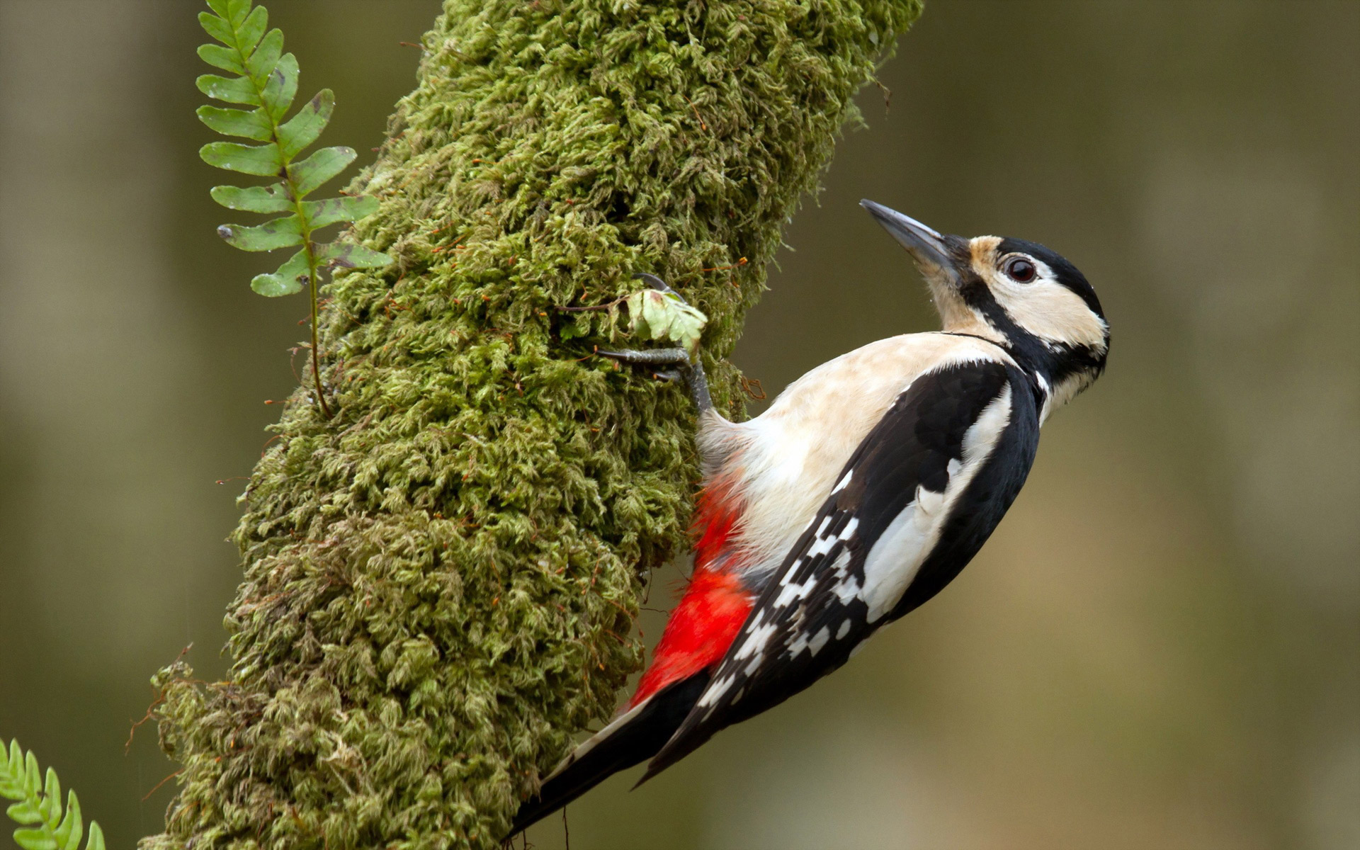 Woodpecker Wallpaper And Background Image