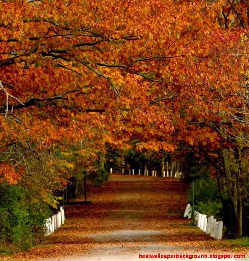 Autumn Scenes Desktop Wallpaper Best Background