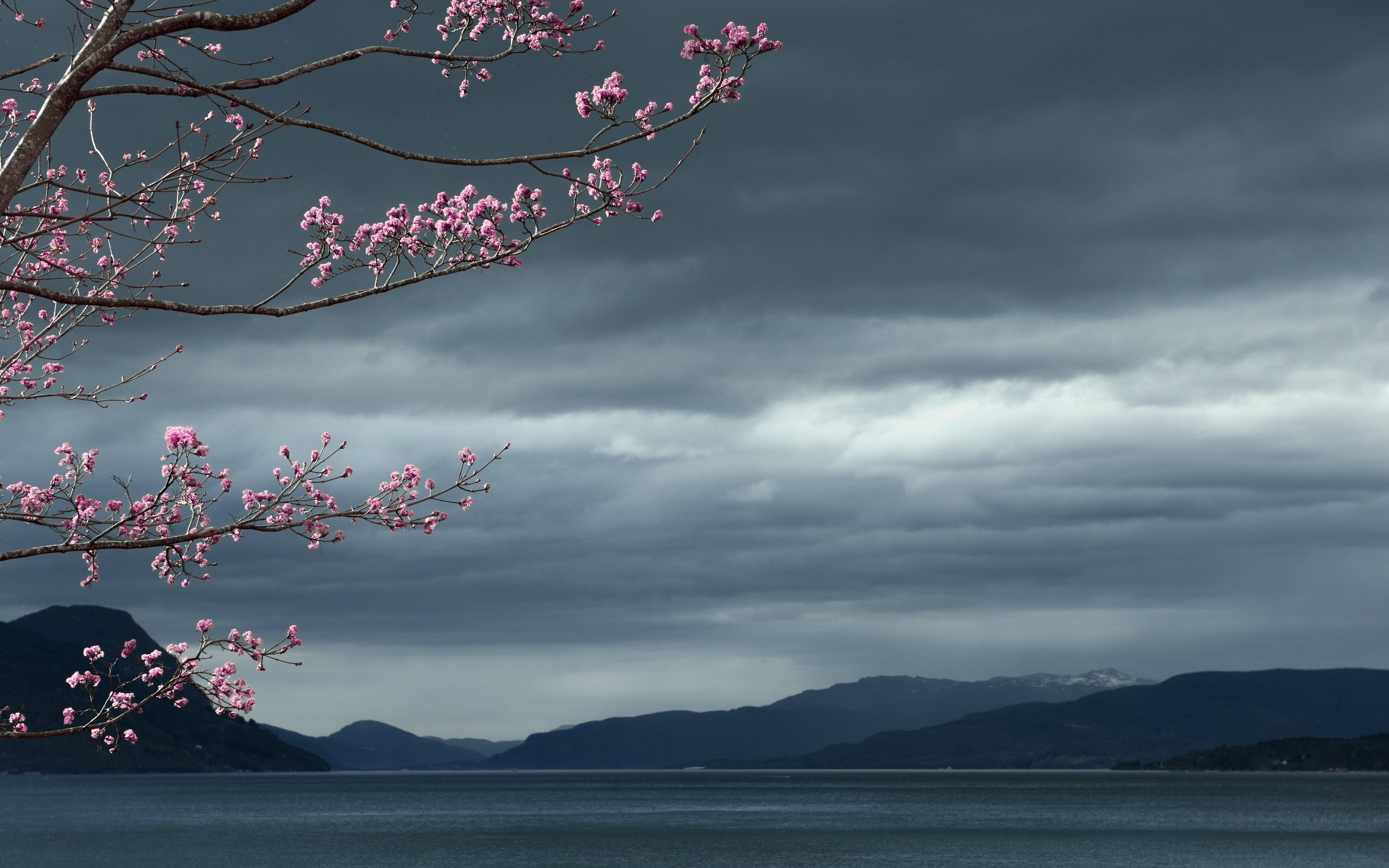 Cherry Blossom Flowers Tree Lake Wallpaper