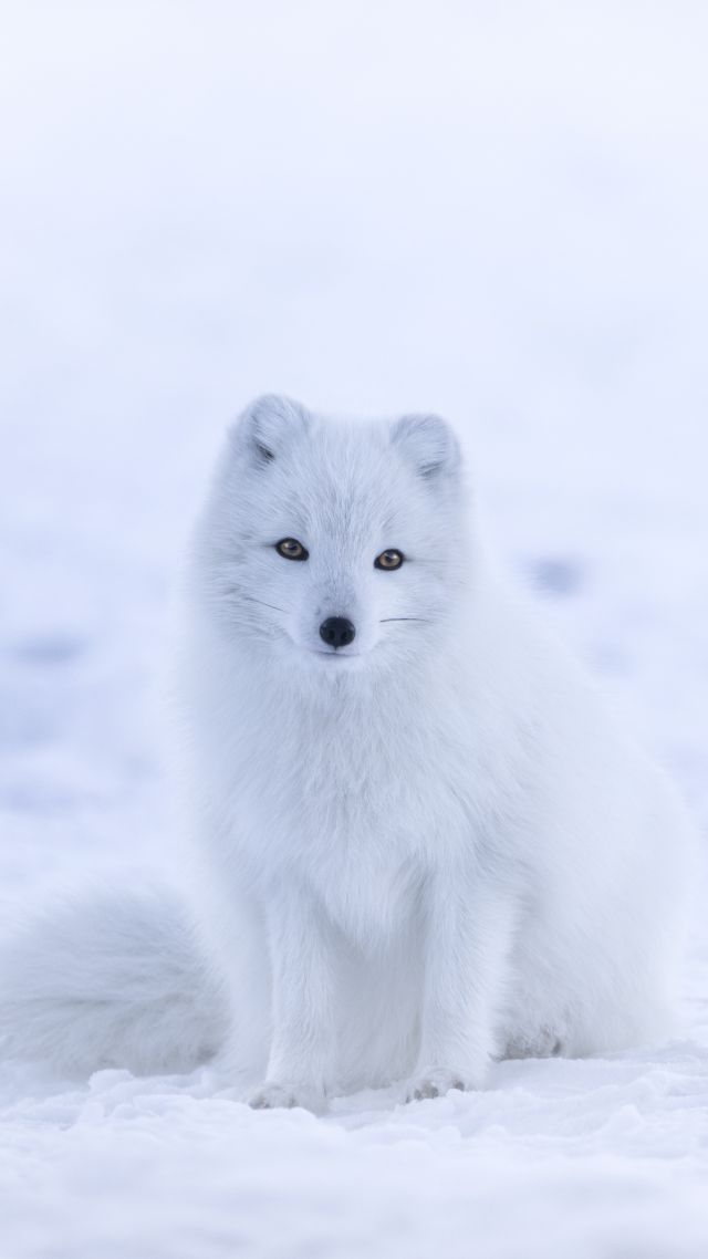 Wallpaper arctic fox cute animals winter snow white 8k