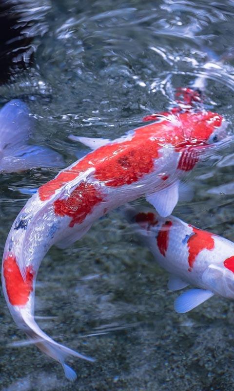 Koi Fish Live Wallpaper   Android Apps on Google Play
