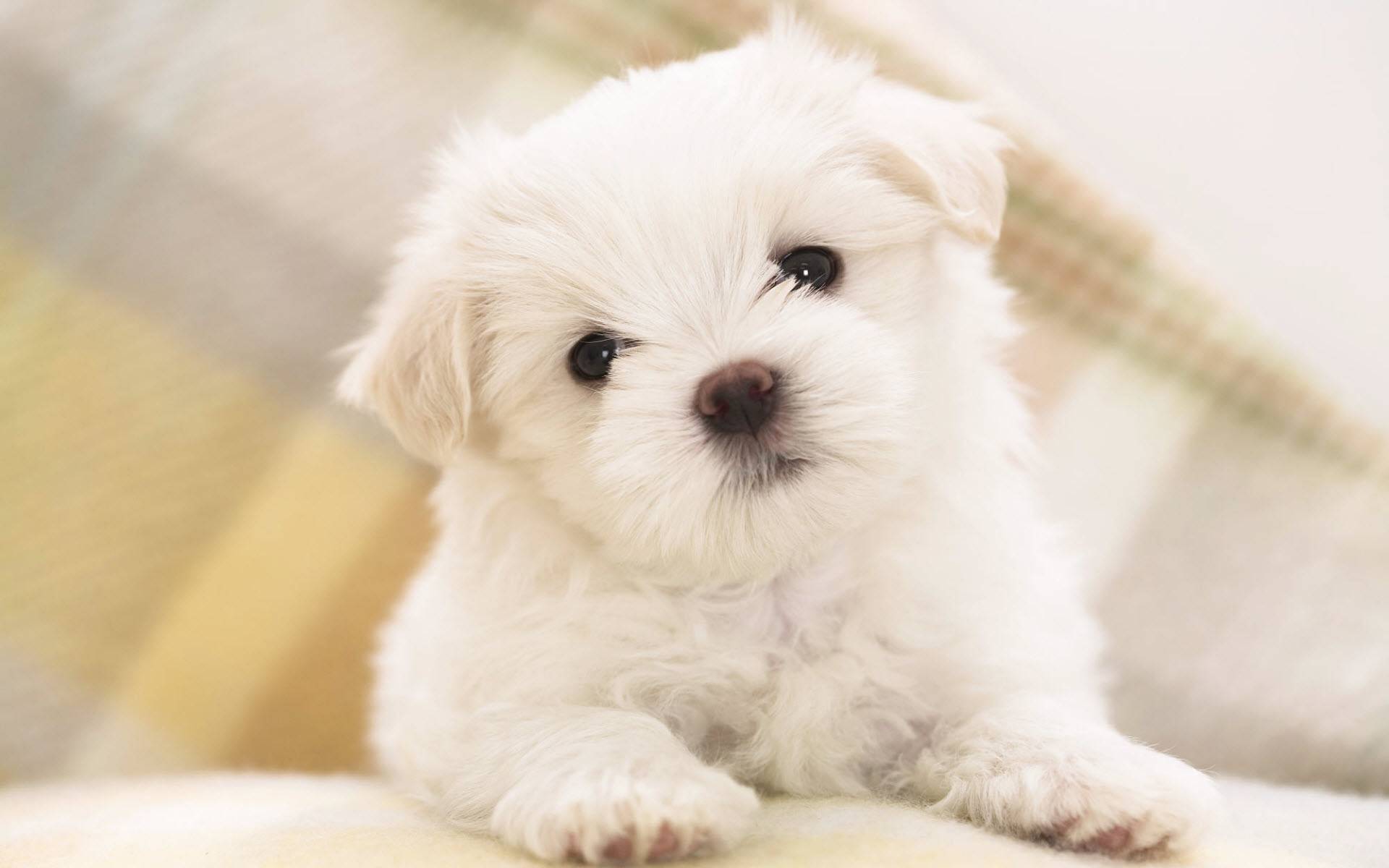 Cute White Puppy Dogs Wallpaper