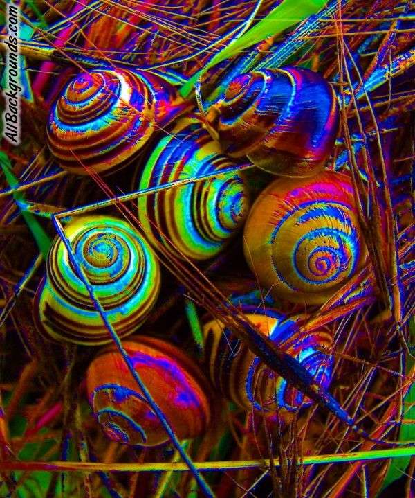 Trippy Snails Background Myspace