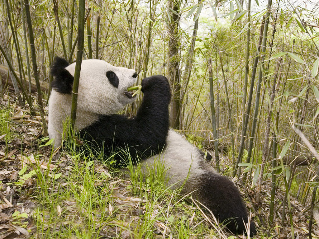    Giant Panda WALLPAPER