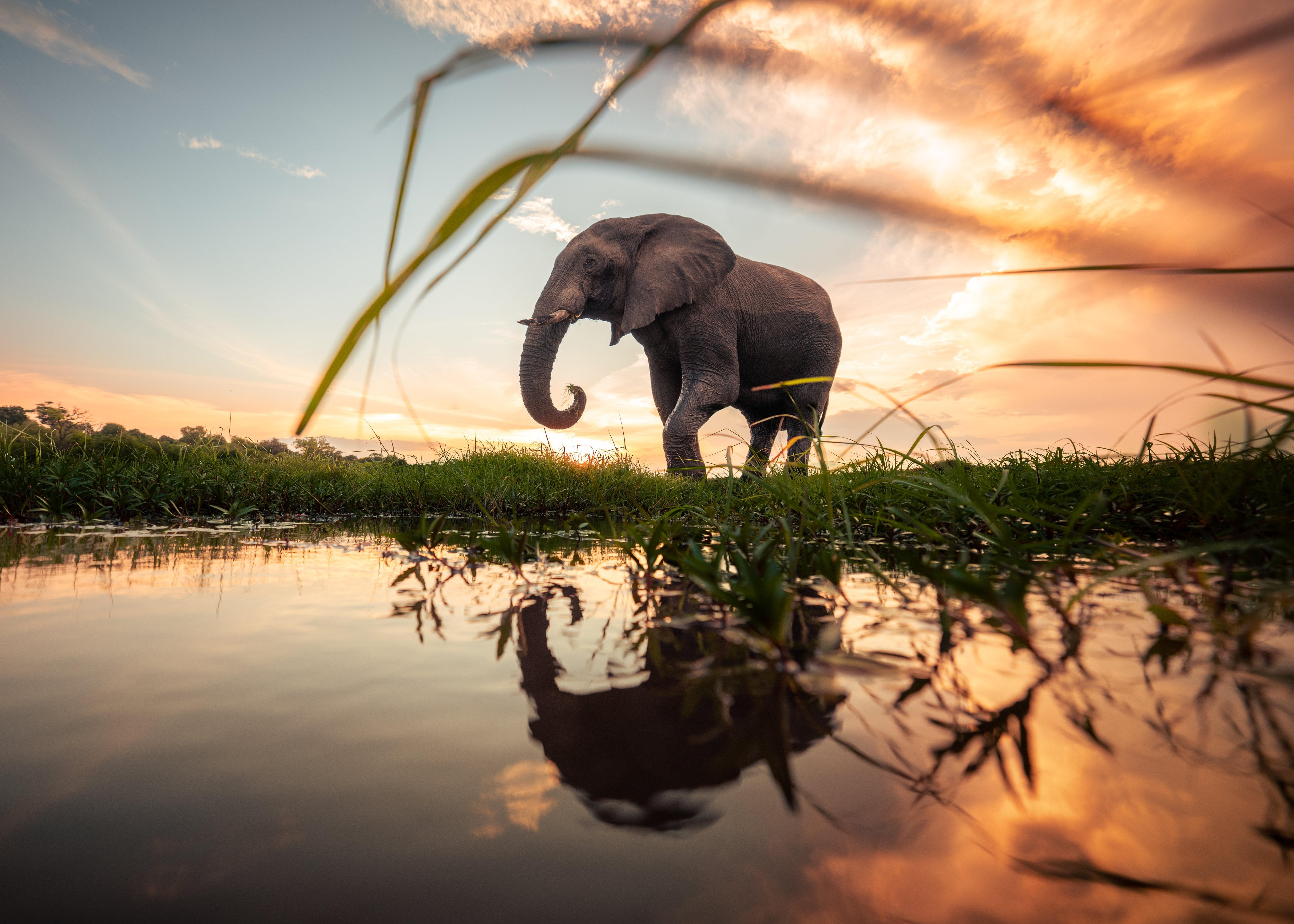 African Bush Elephant 4k Reflection Rare Gallery HD