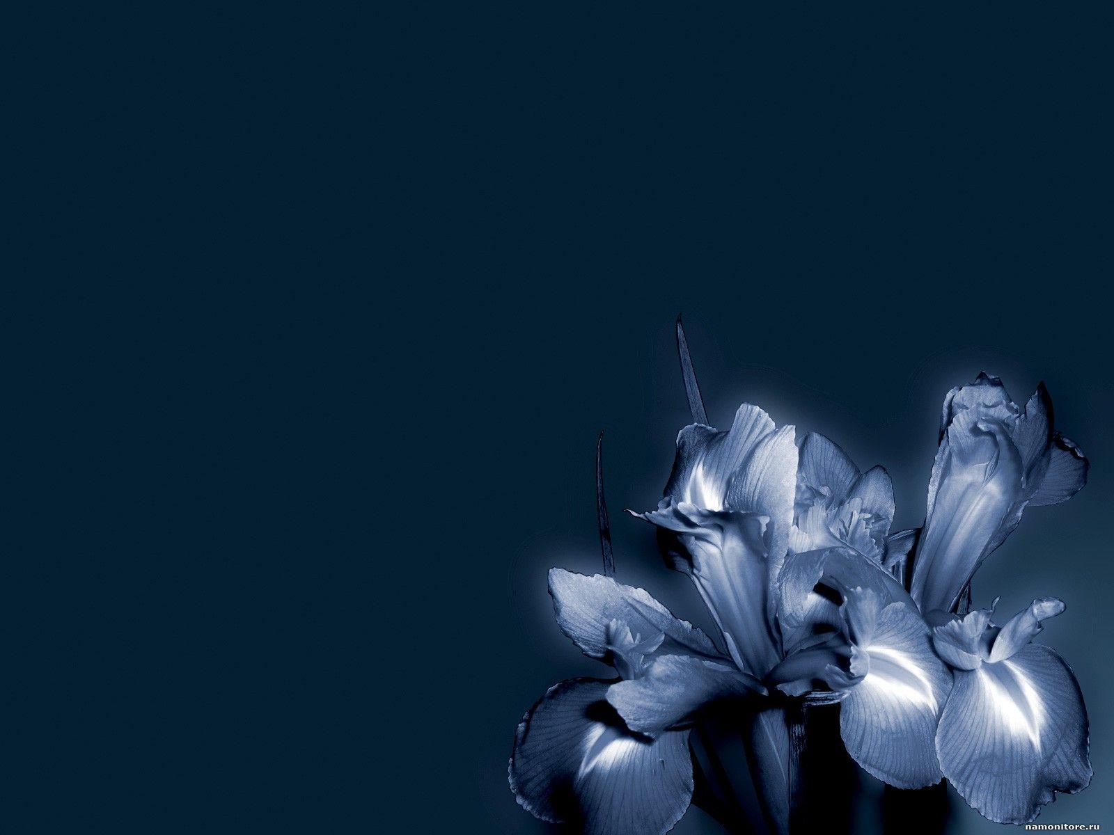 Dark Blue Flowers Background Pixshark Image