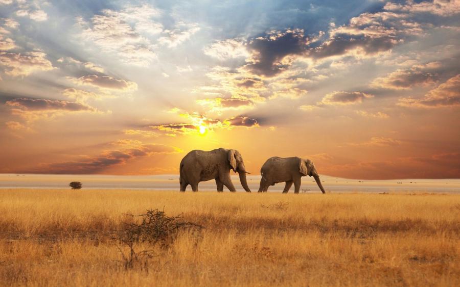 Landscapes Of Africa Elephants Sunse Pixdaus