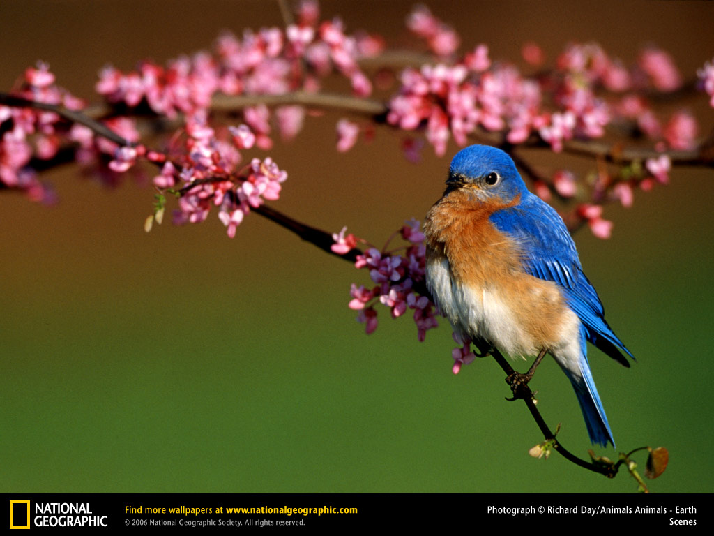 Bluebird Picture Desktop Wallpaper