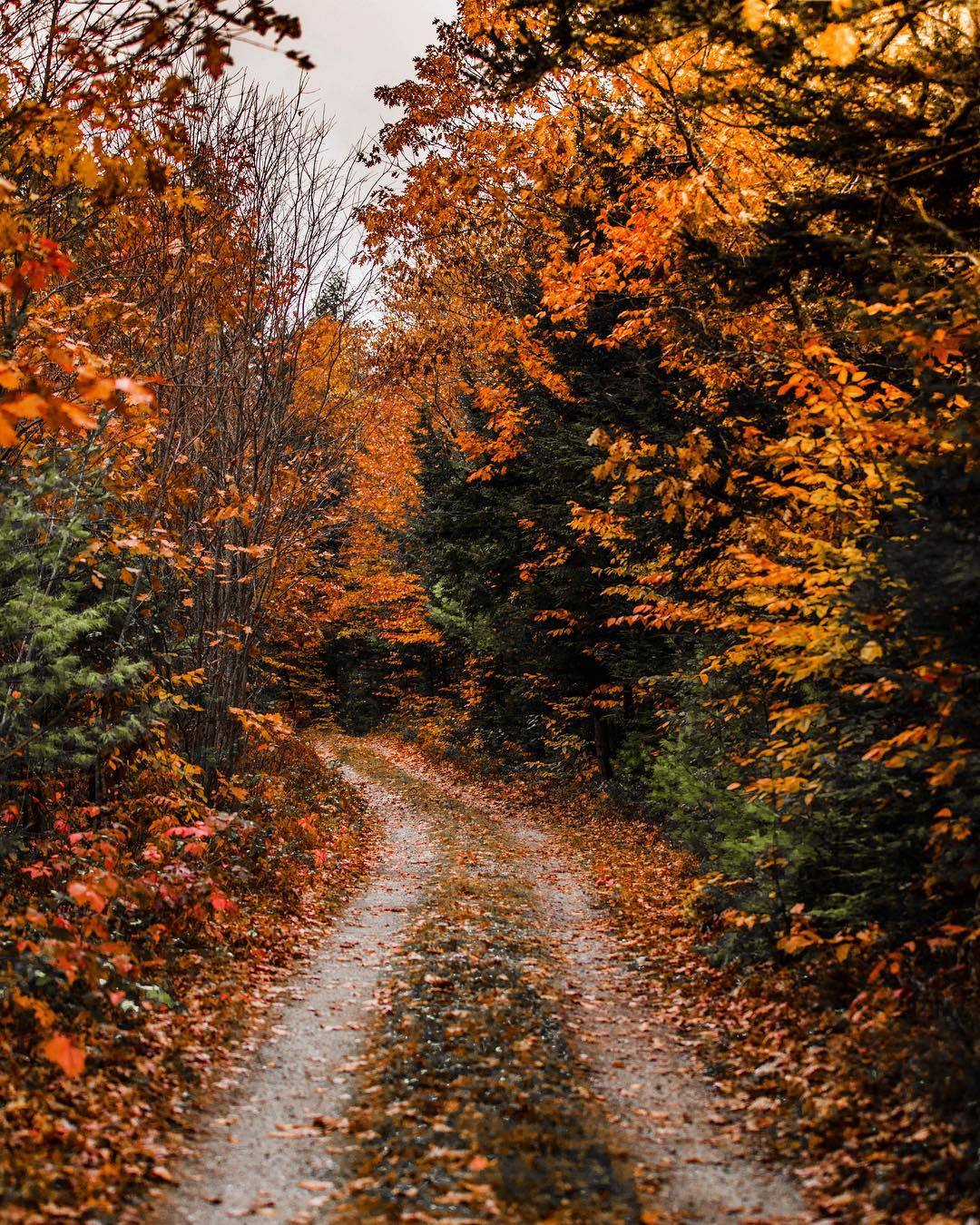 Picture Fall Wallpaper