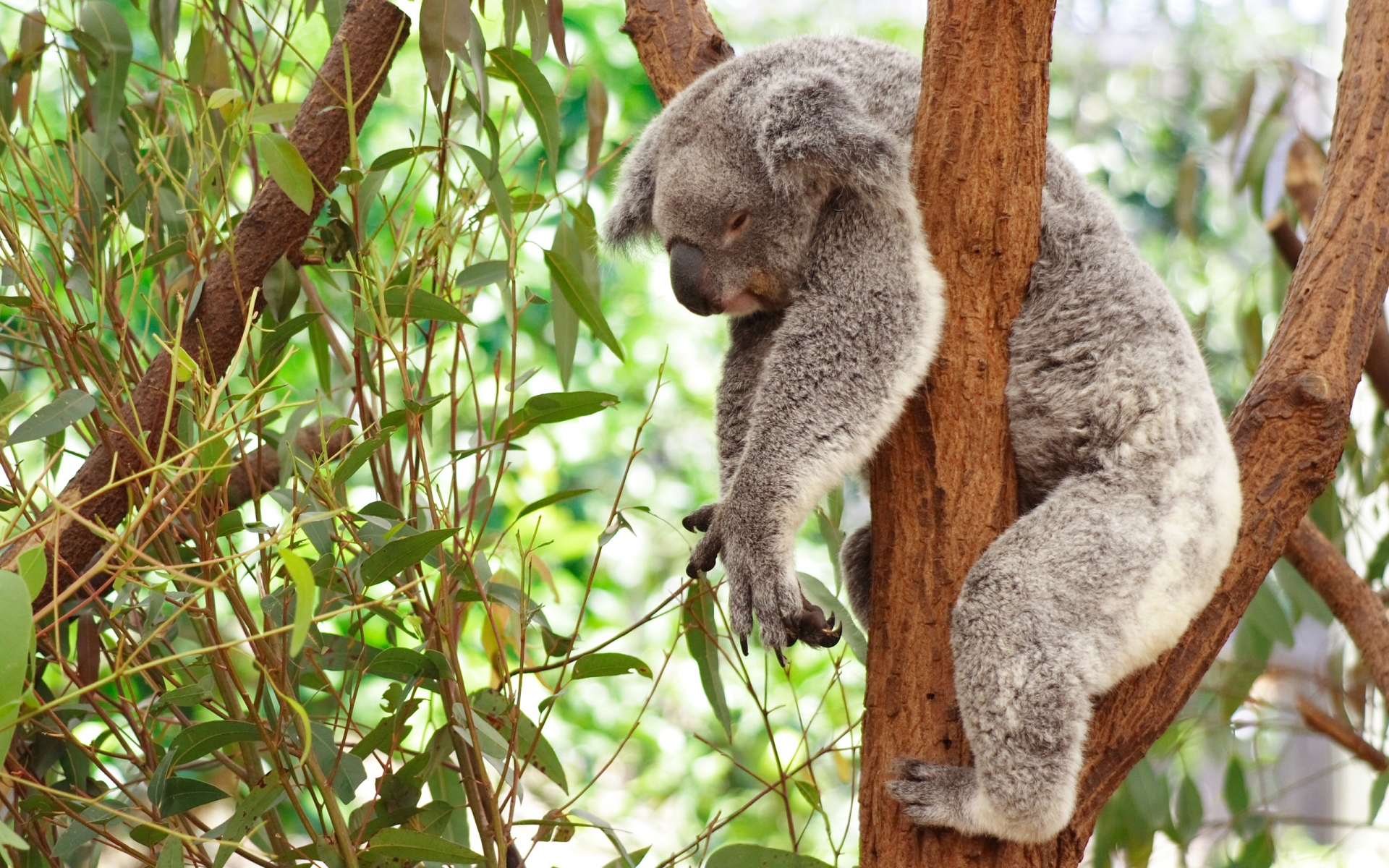 Koala Baby Wallpaper Image