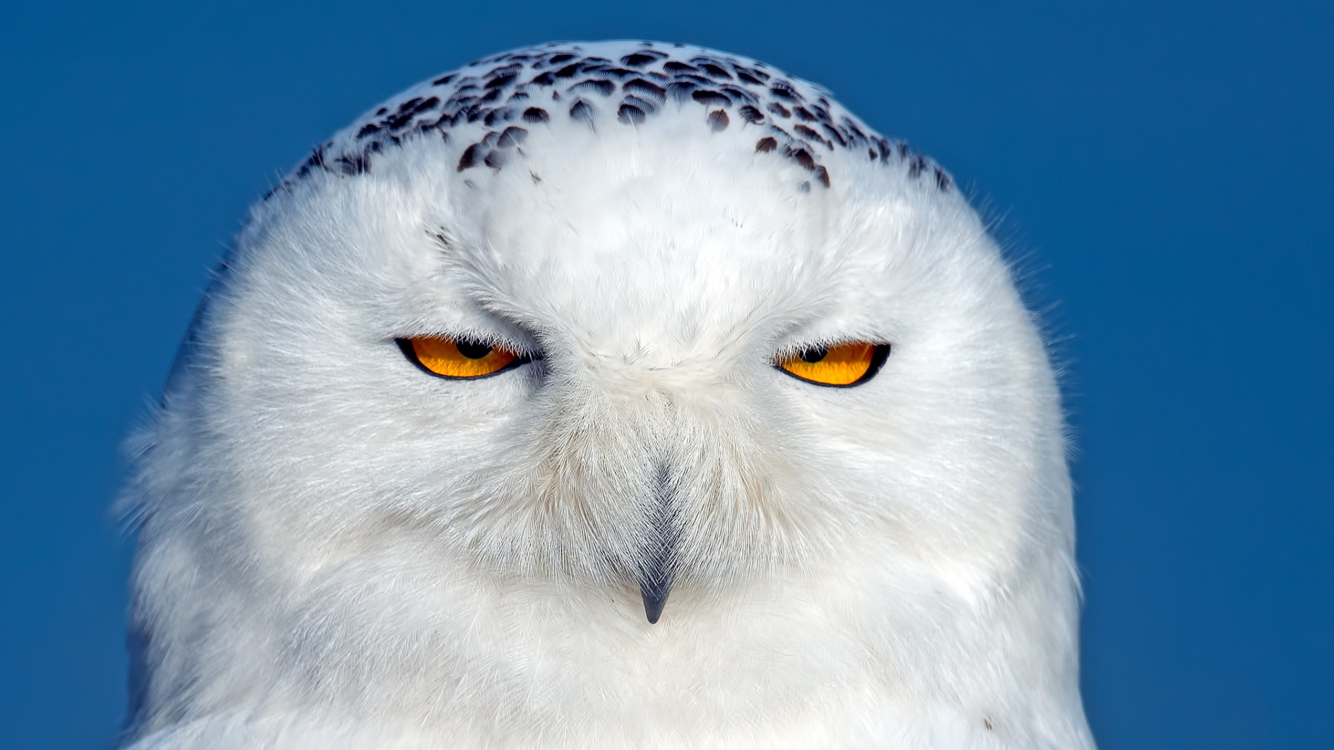 Snowy Owl HD Wallpapers