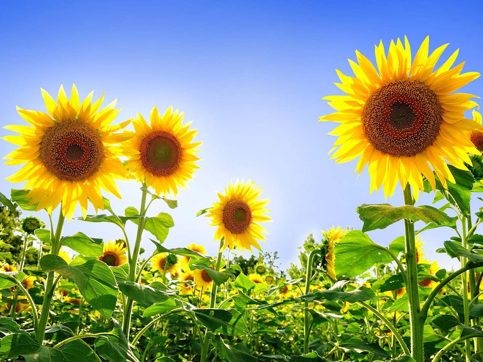 Beautiful Sunflower Wallpaper For Desktop Background