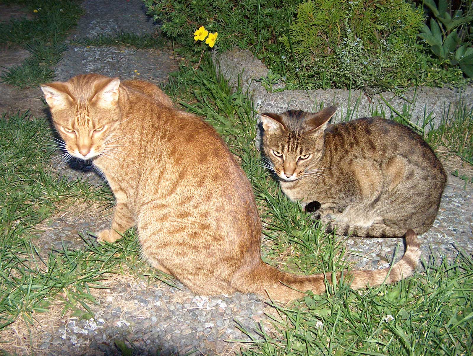 Two Ocicat Cats Photo And Wallpaper Beautiful