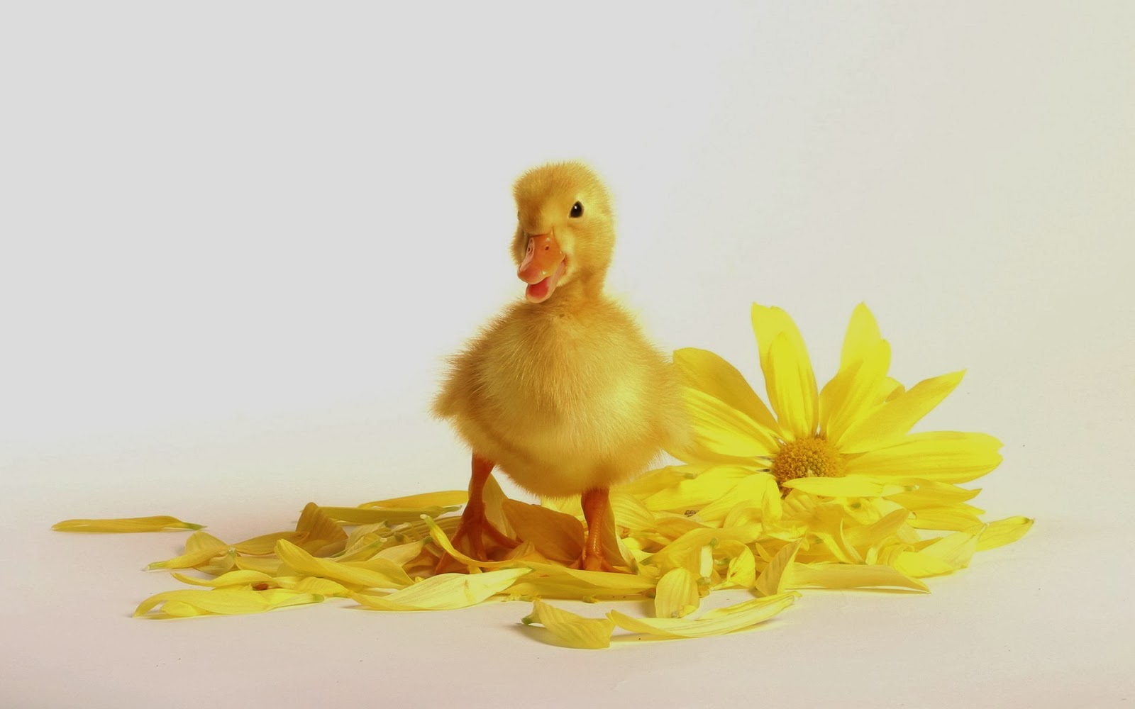 Duck Baby Playing With Yellow Flower So Cute Picture Of