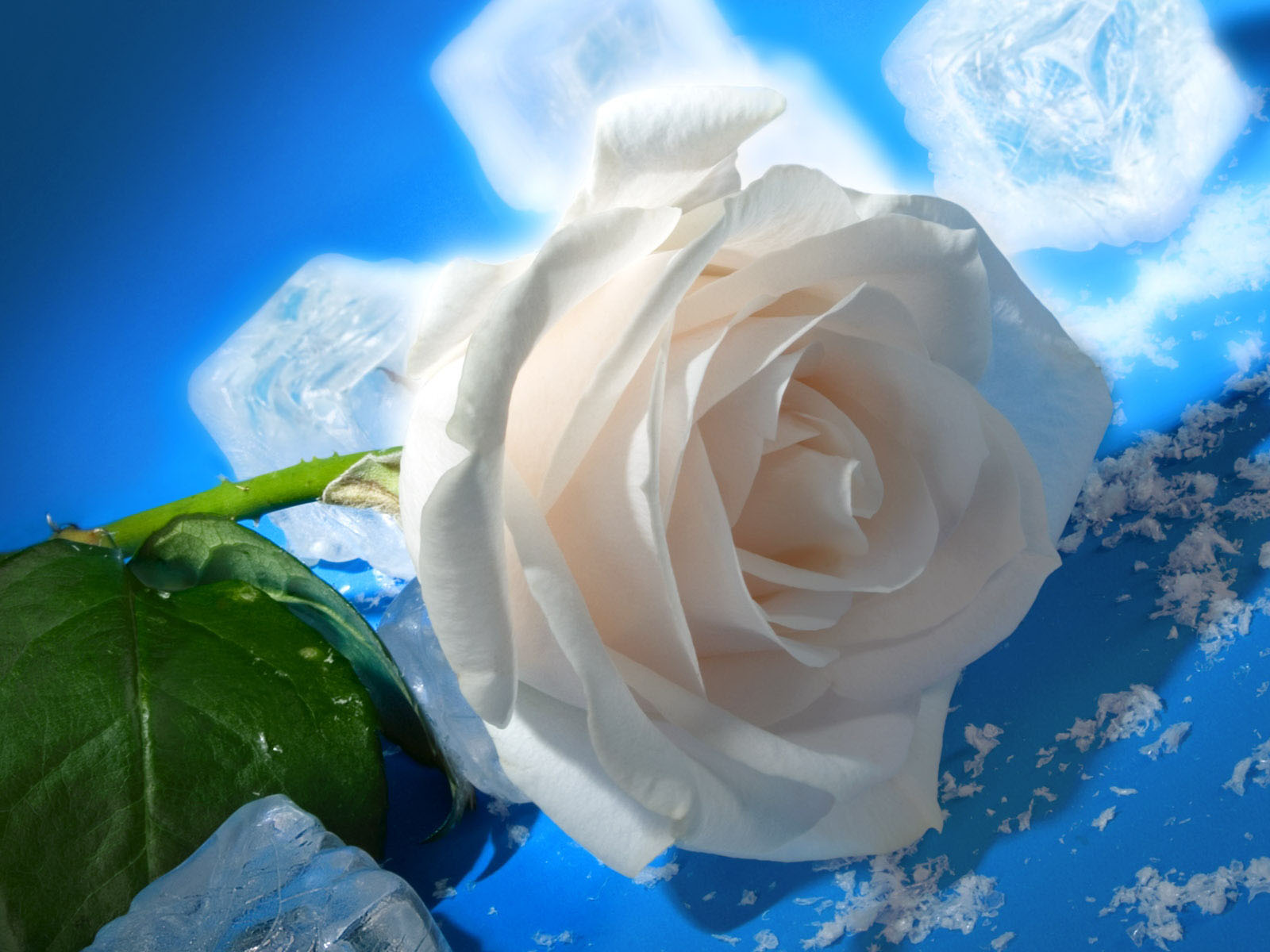 Wallpaper White Rose