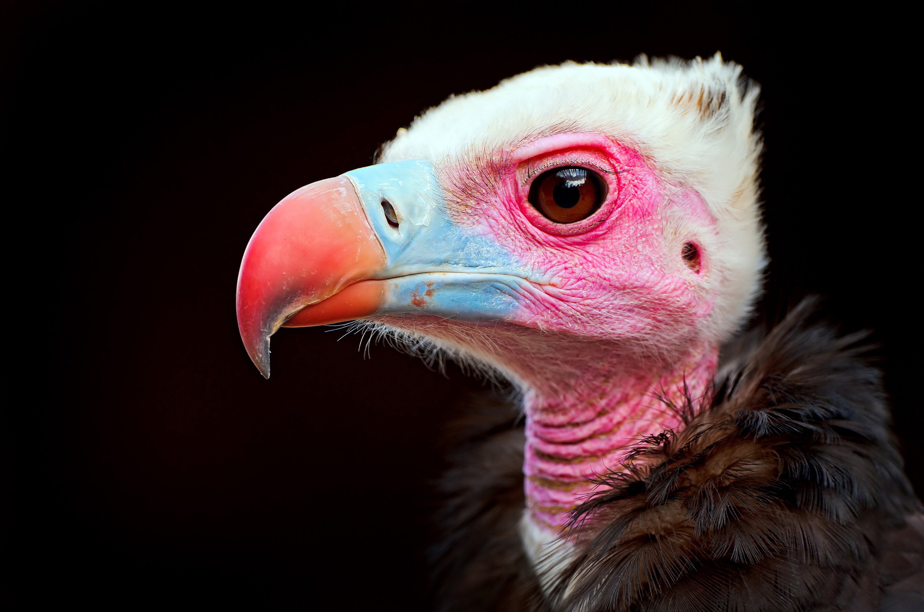 Vulture Full HD Wallpaper And Background Id