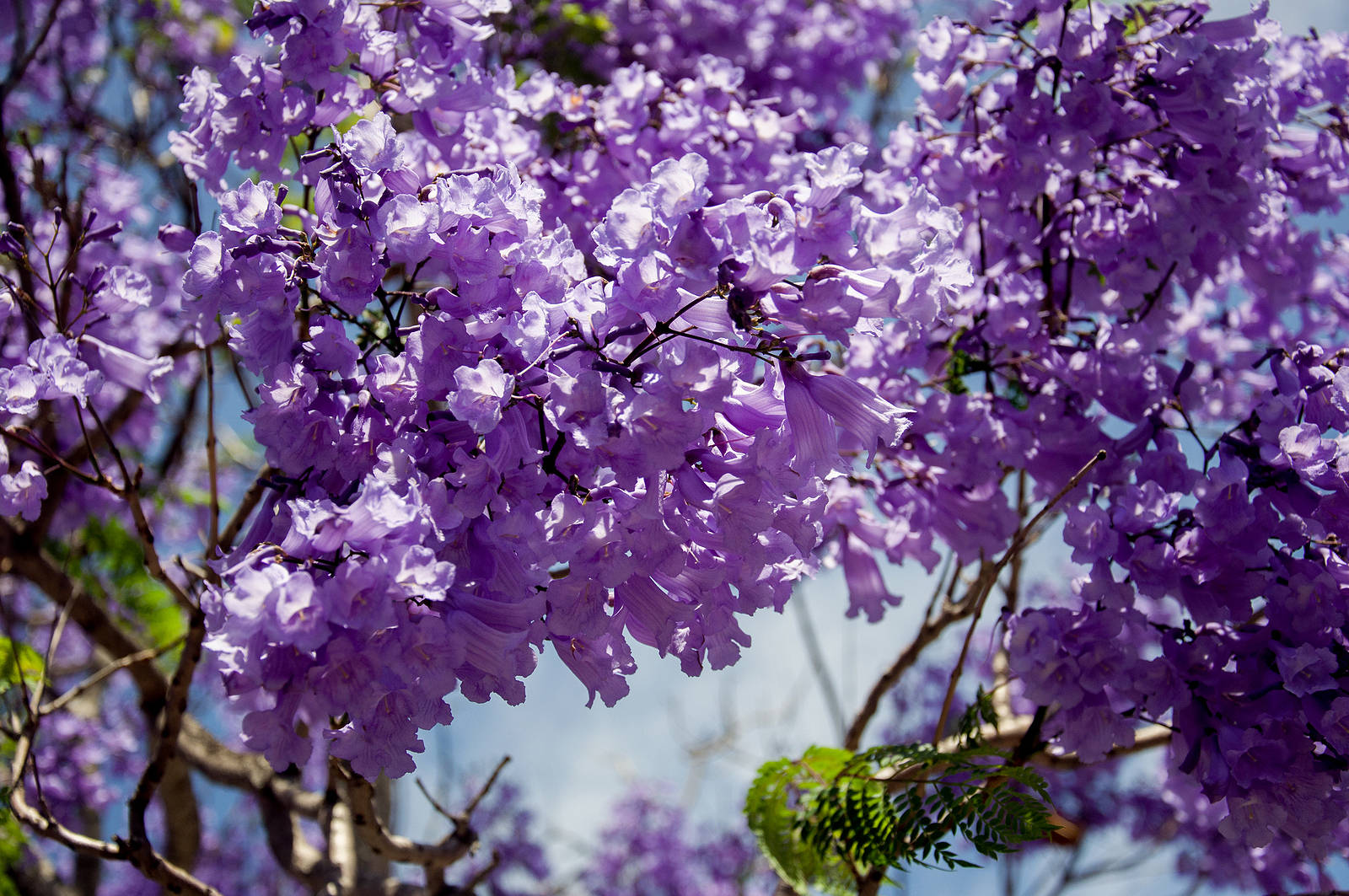 Top Purple Tree Wallpaper Full HD 4k To Use