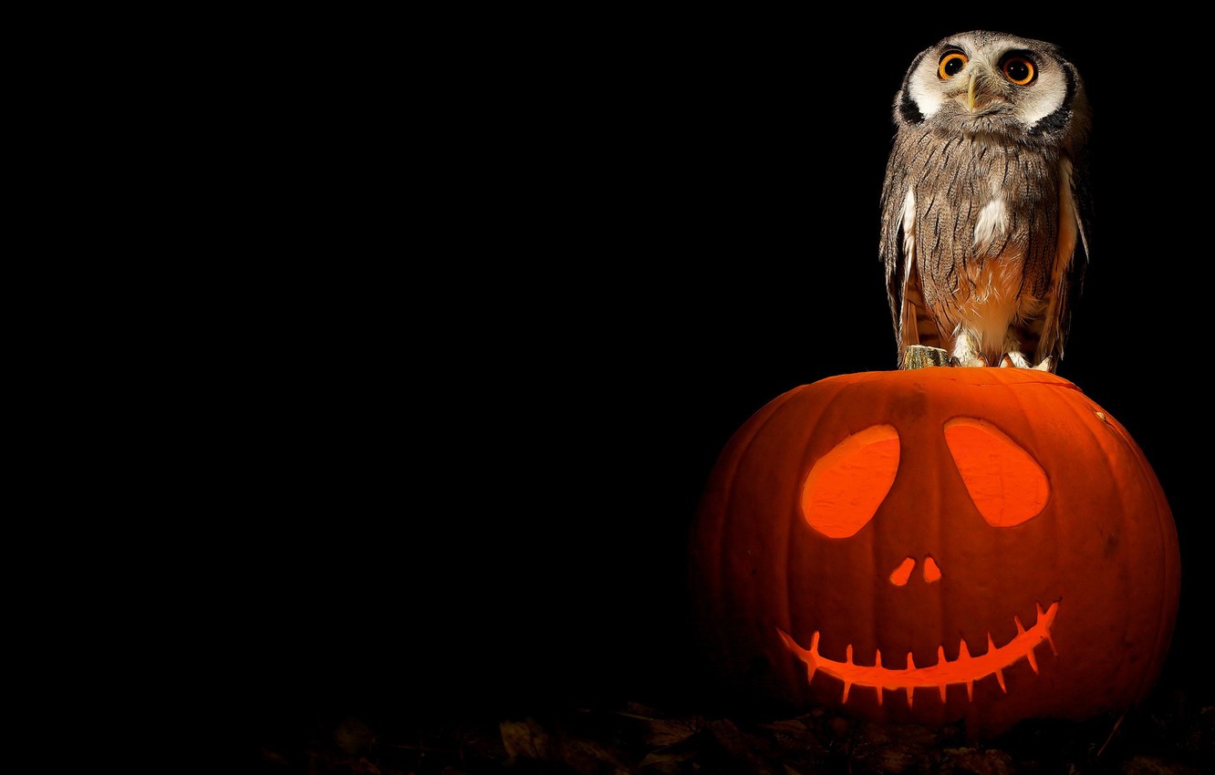 Wallpaper Halloween Art Pumpkin Owl Image For Desktop Section