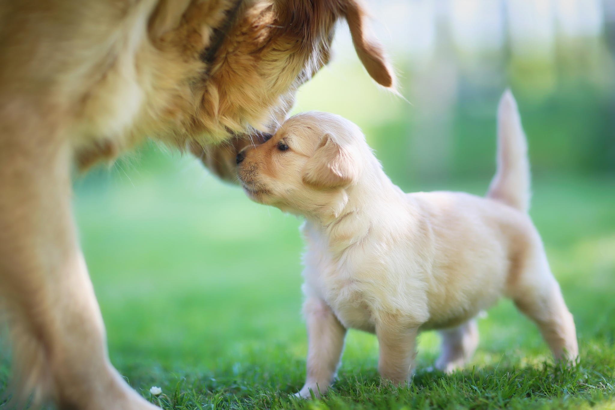 Mom Golden Retriever Baby Puppy Wallpaper Background
