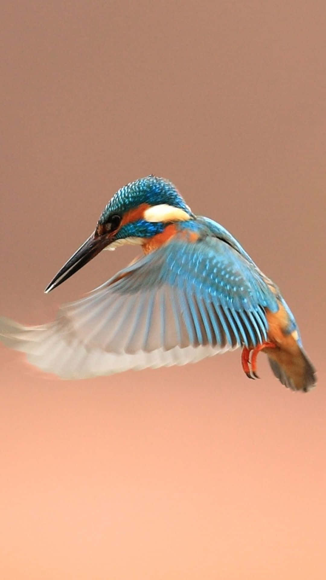 Bird iPhone Wallpaper