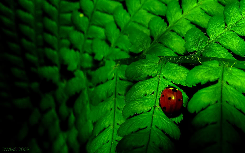 Ladybug Wallpaper Desktop Background