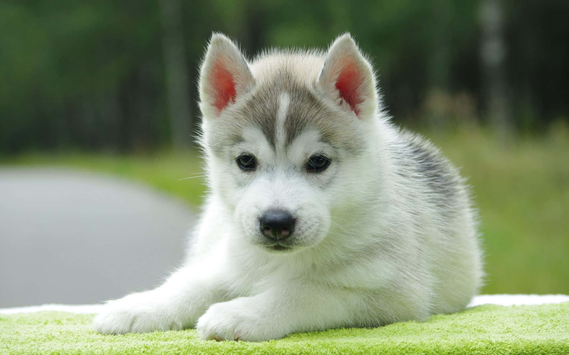 Dog Aesthetic Wallpaper