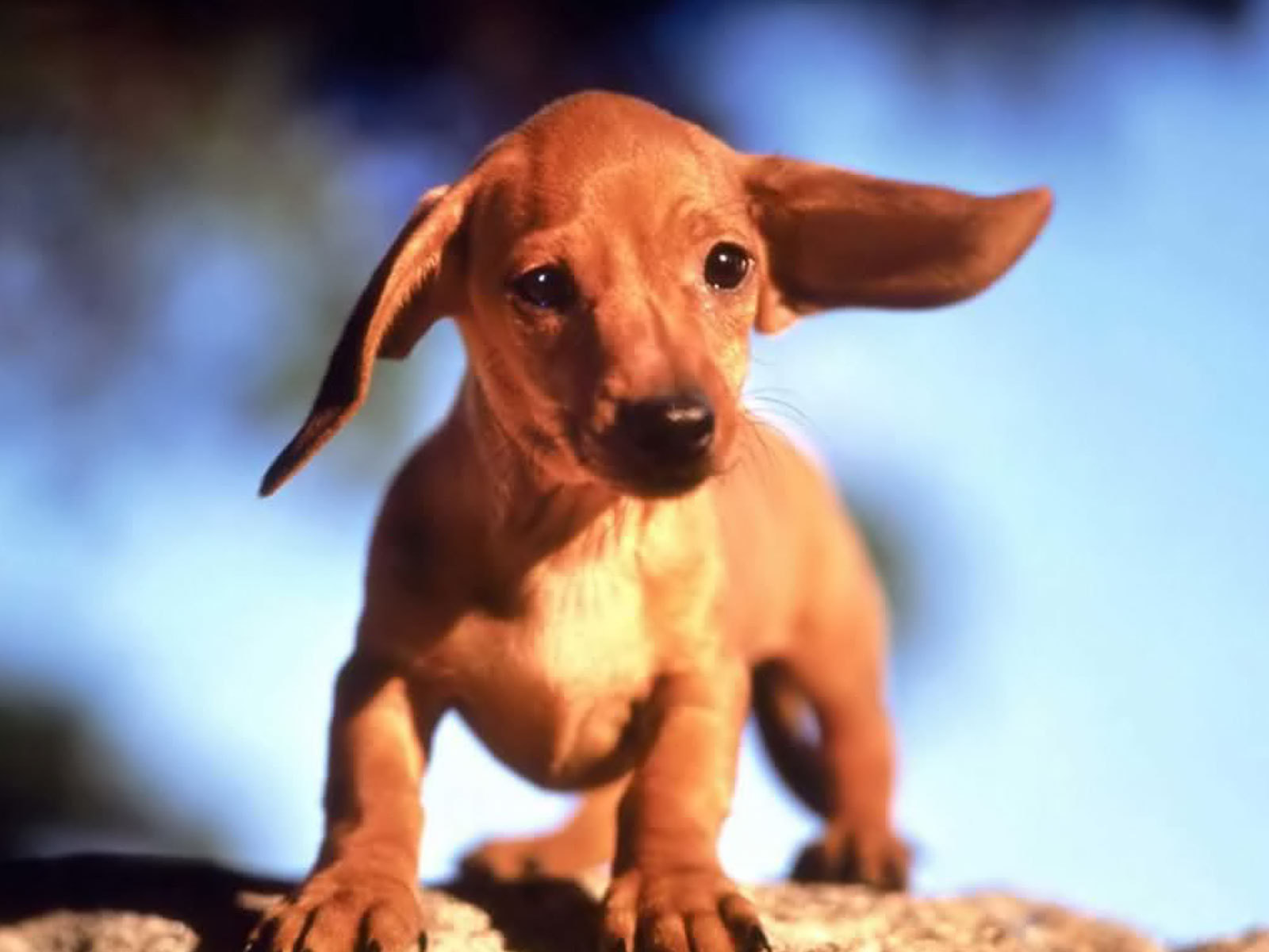 Dachshunds Image HD Wallpaper And Background Photos